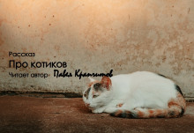 Про котиков - Автор неизвестен